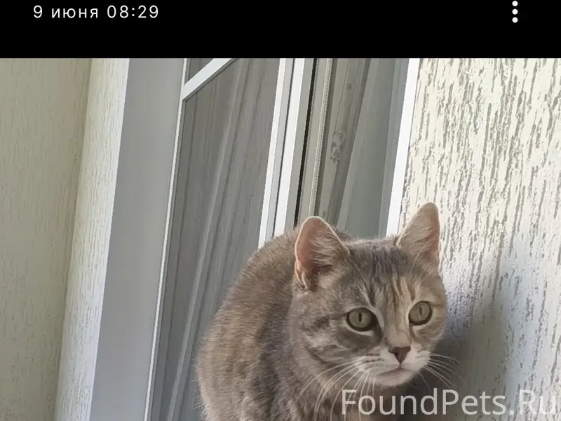Пропала кошка Муся, улица Косухина