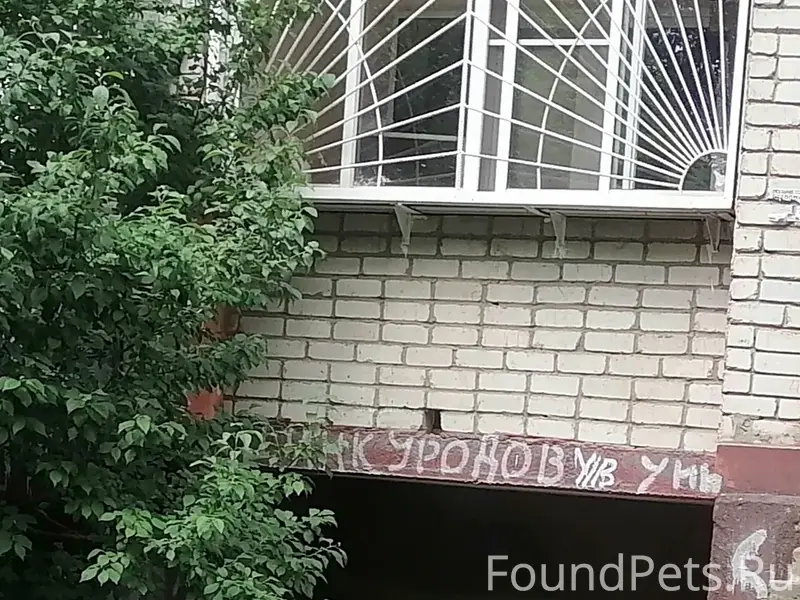 Пропали собаки, ЛТЗ, ул. Жуковская