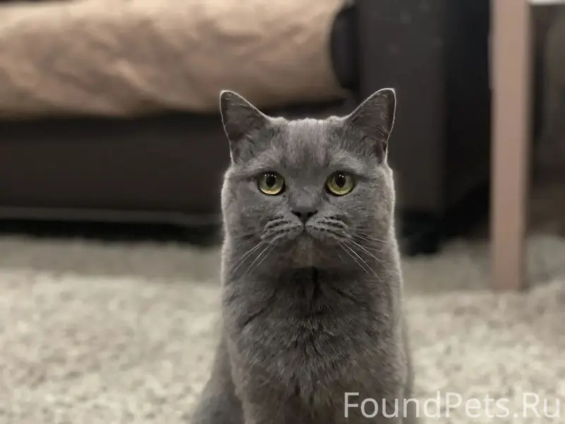 Пропала кошка, квартал 4 дом 5