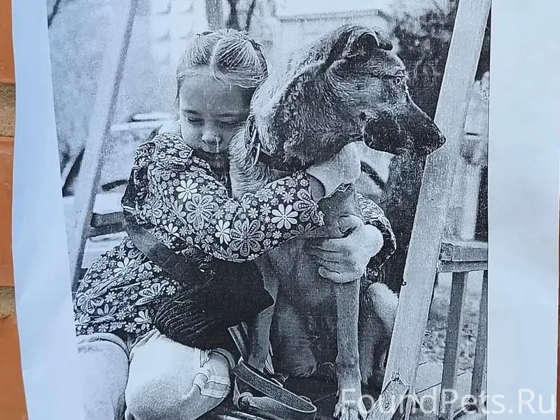Пропала дворняжка Эби