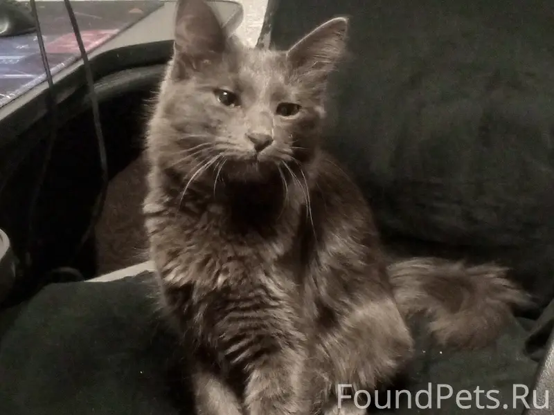 Пропала кошка Тюня, г. Кохма