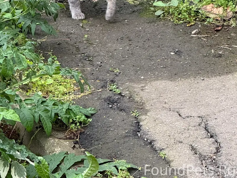 Найдена кошка, Советский район