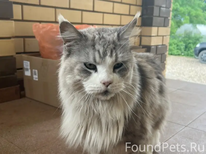 Пропал кот