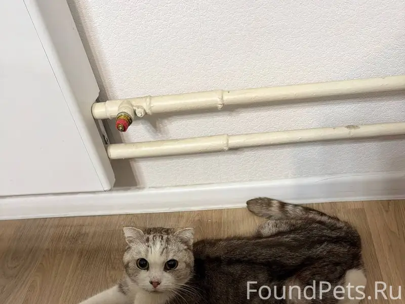 Найдена вислоухая кошка, метро Саларьево, Москва