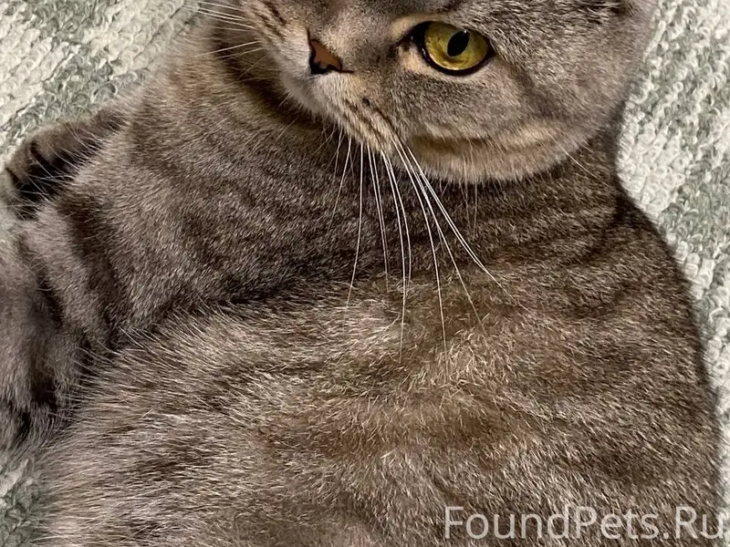 Пропала шотландская вислоухая кошка, Кинель
