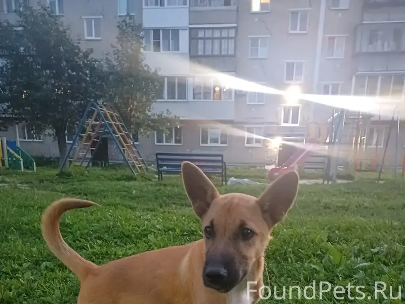 Найден щенок, Мичурина 36а