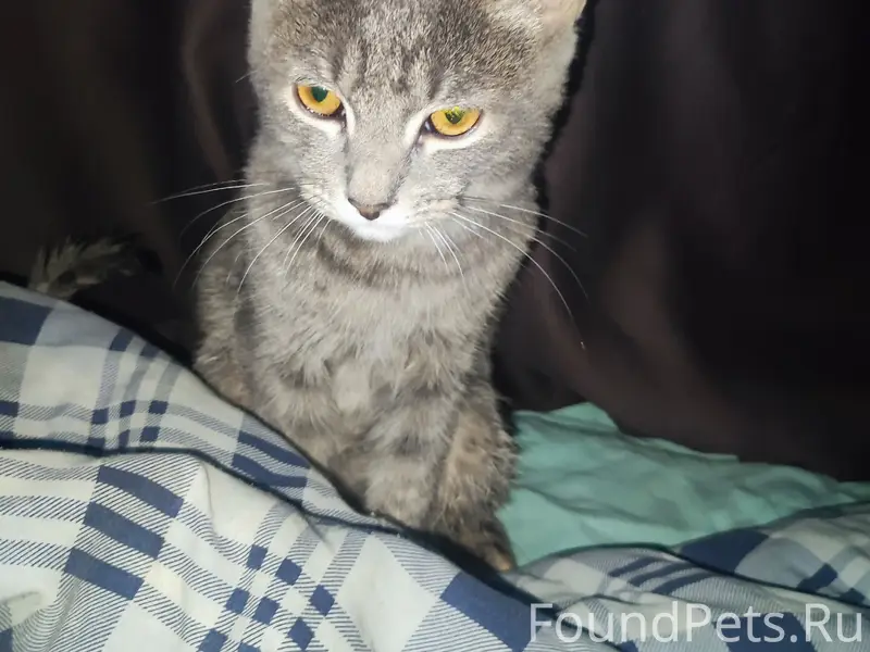 Найден котик, Гайдара 4