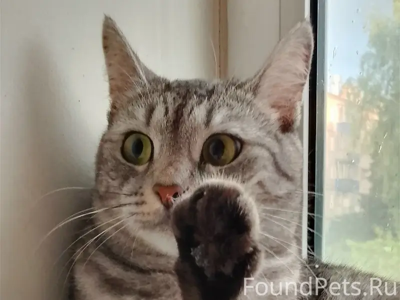 Пропала кошка Дуся, Черёмушки