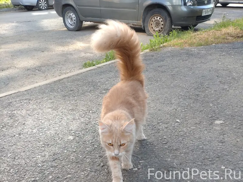 Найдена кошка, хромает, Старая Сортировка
