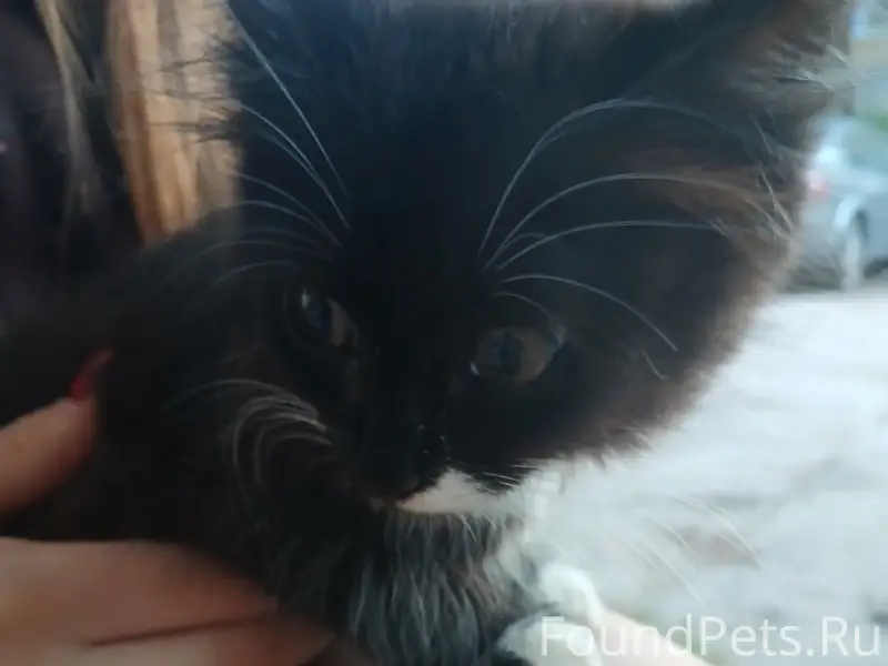Найден котёнок, срочно ищем дом