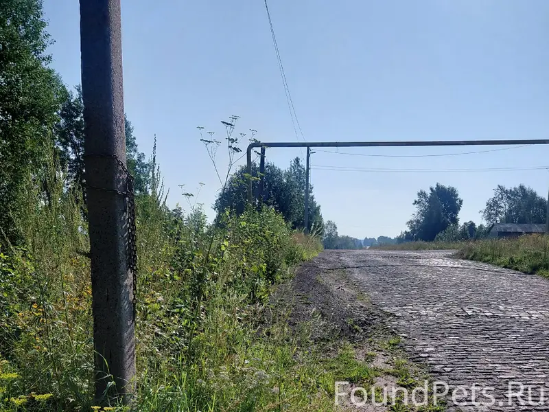 Пропала собака, Западный Борчанинова