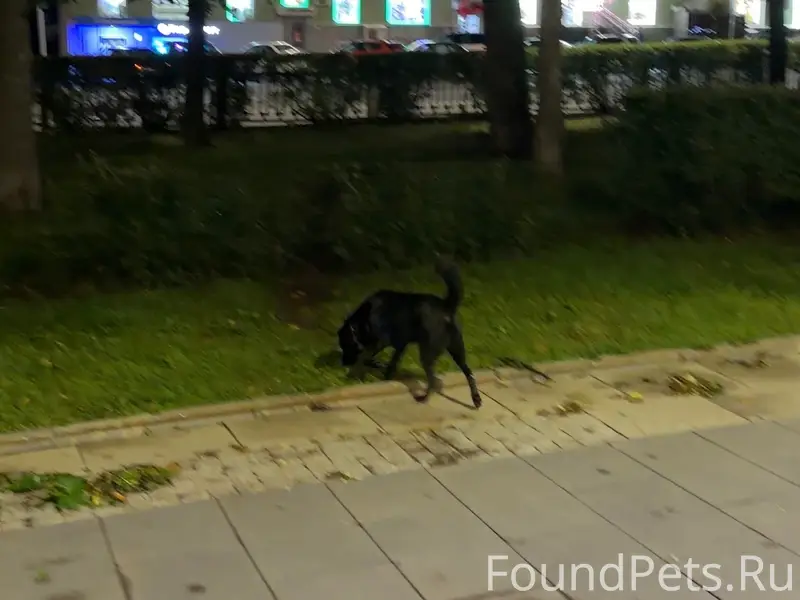 Найден щенок, пл. М. Горького