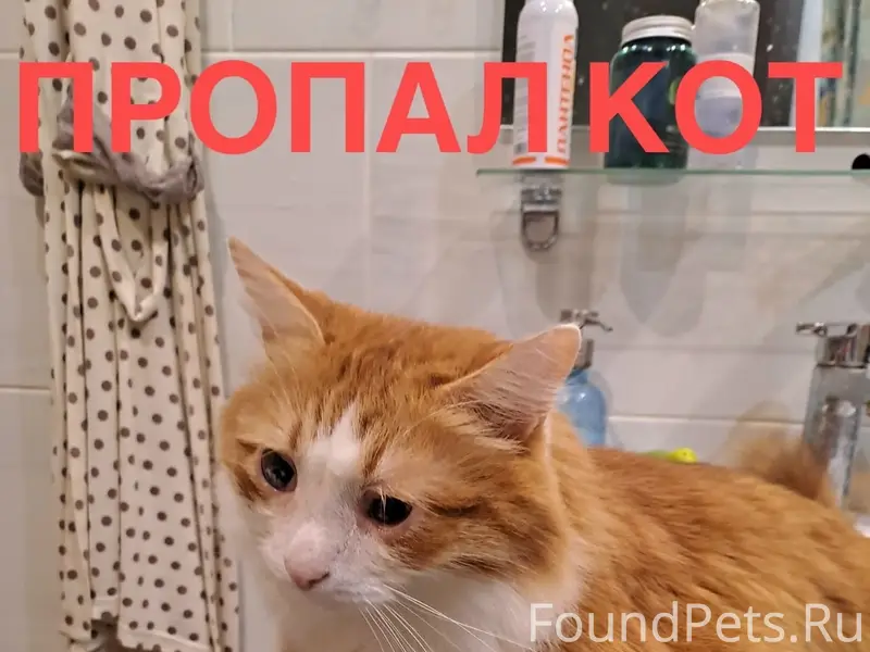Пропал кот, Центр, Гончарова 1/17