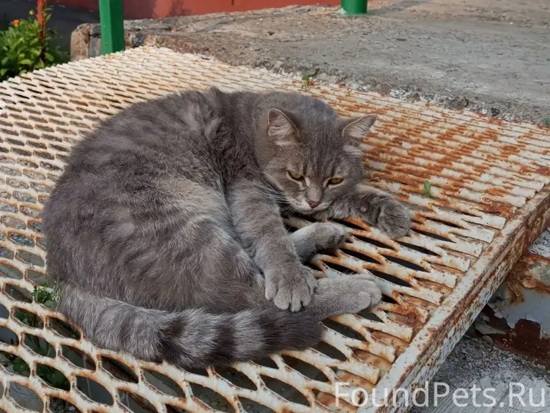 Найден кот, Рудничный район