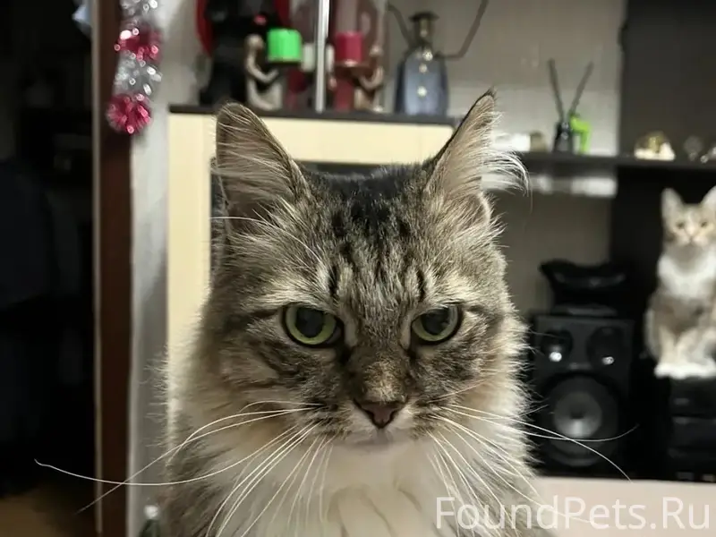 Пропала кошка, Сосновка