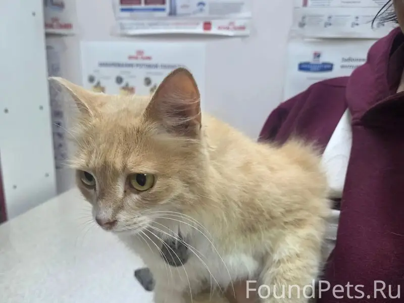 Найдена кошка Милашка, Горбатова 35