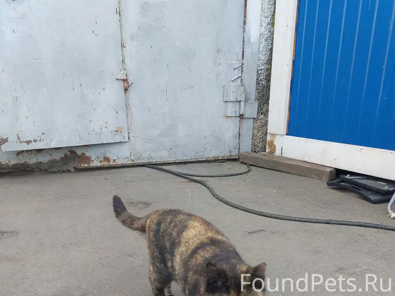 Пришла кошка.