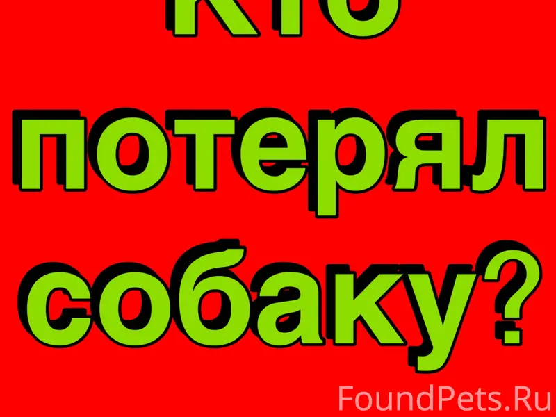 Пропала собака, похожа на овчарку, Калуга