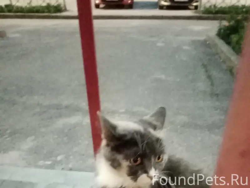 Найден кот, Центральный район