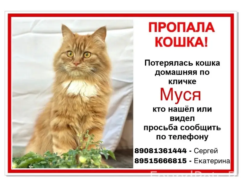 Пропала кошка Муся, 2ая Усмань