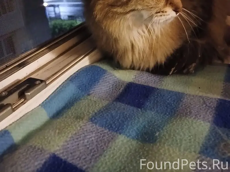 Пропала кошка, около дома Егорова 8