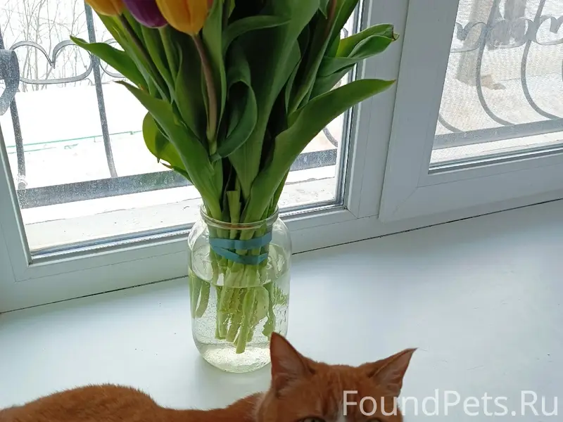 Пропала кошка Моня, Светлое Поле