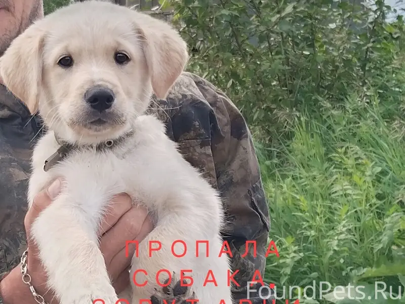 Пропал щенок Арчи, сад Увз1