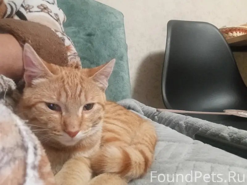 Пропал рыжий котёнок, район 12 школы