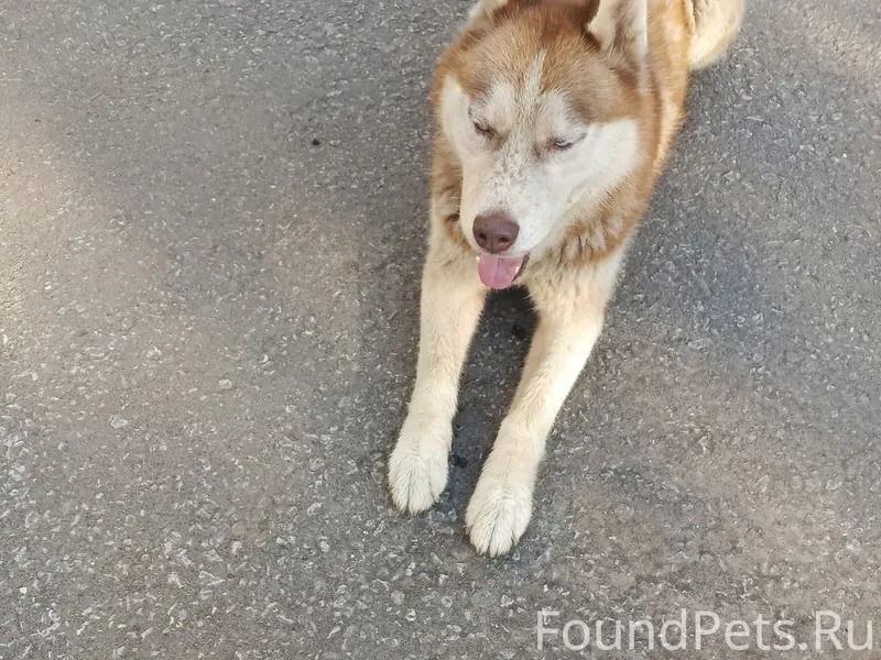 Пропал пёс, около стадиона