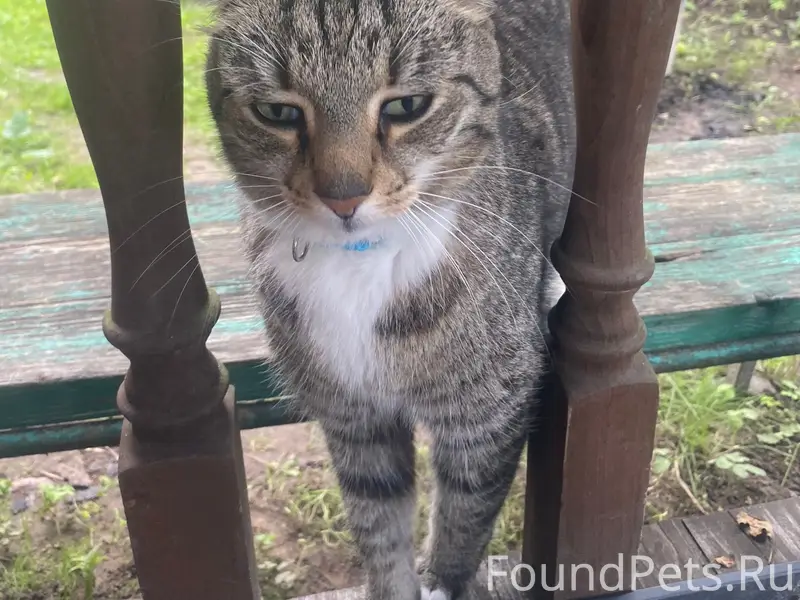 Найдена кошка, Снт Ладога