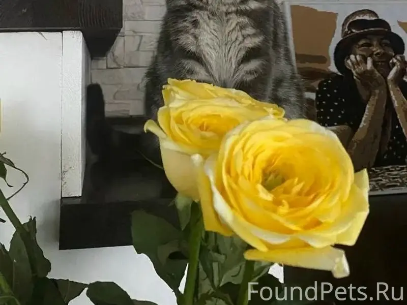 Пропал кот Розмарин, Юхарина балка