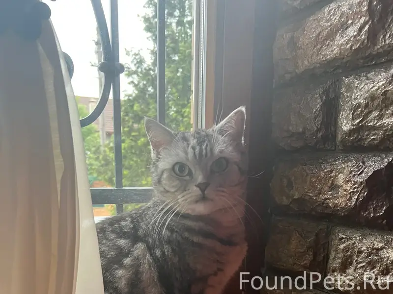 Пропала кошка, деревня Киселиха