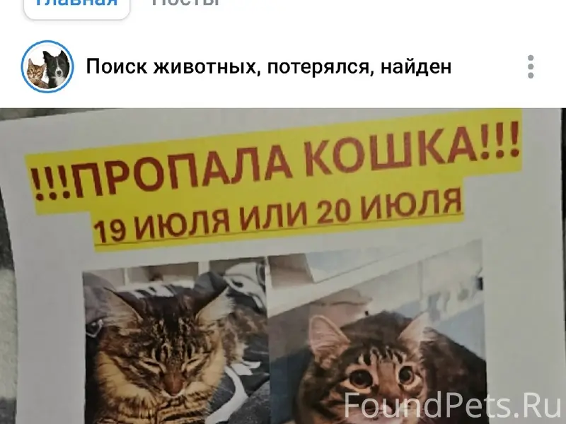 Пропала кошка Няша, ул. Люблинская