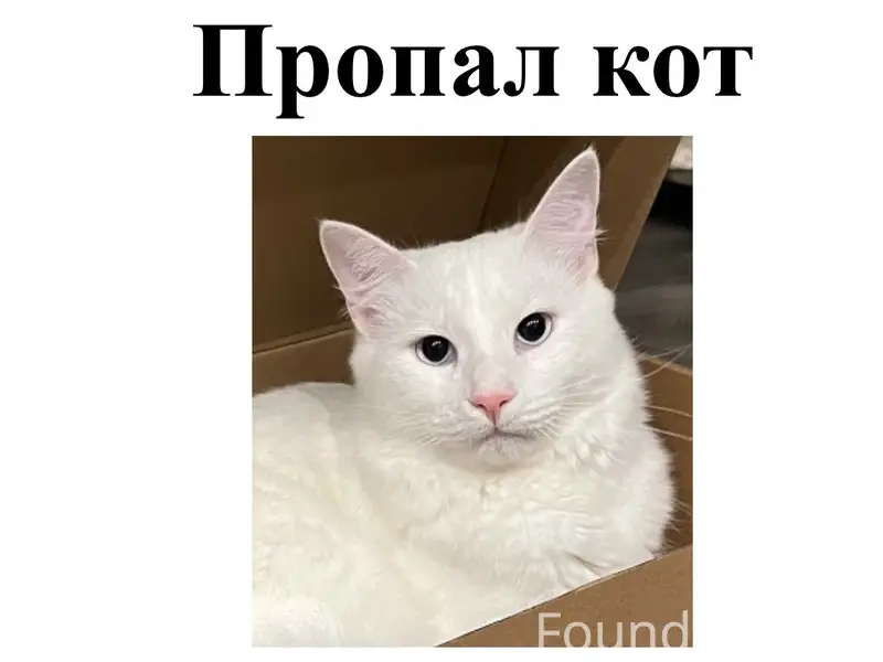 Пропал кот Кефир, поселок Дачный