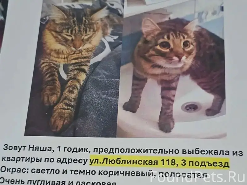 Пропала кошка Няша, ул. Люблинская