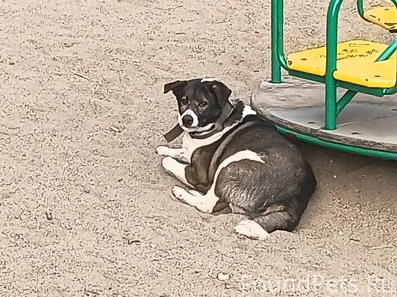 Пропала дворняга, Череповец, ул. М Горького