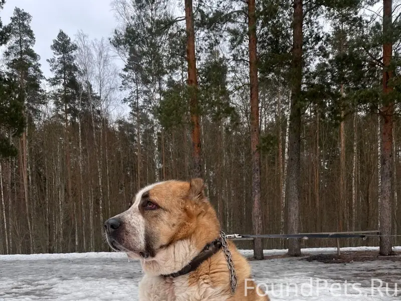 Пропала собака алабай Хонда, Всеволожский район