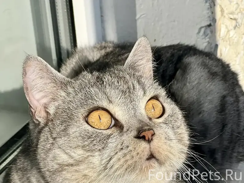 Пропал кот