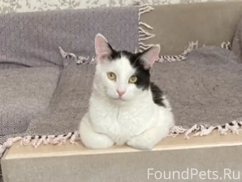 Пропал кот Сима, Нижний Новгород