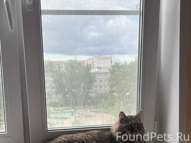 Пропал кот Мурзик, ул. Кауля