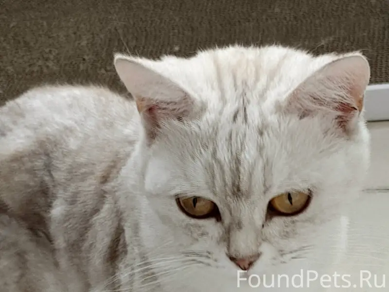 Найдена кошка, 14а квартал