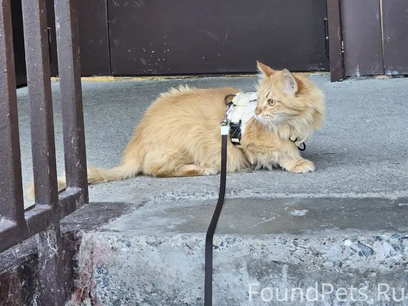Пропал рыжий кот Симба
