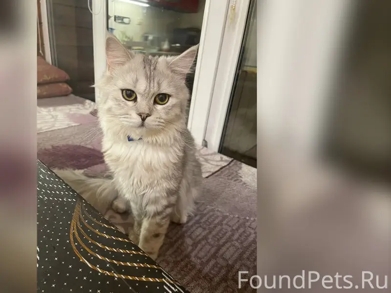 Пропал котик Чипа, район старой бани в госстрое