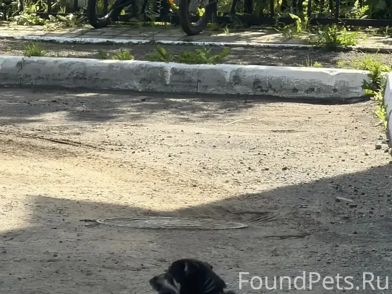 Найден пёс с ошейником, село Сновицы