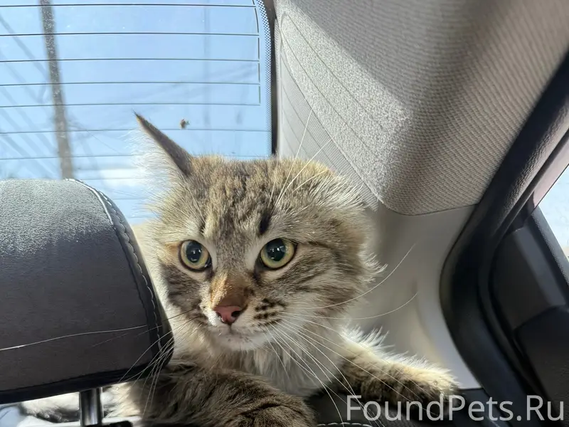 Пропал домашний кот, около улицы Гагарина 8