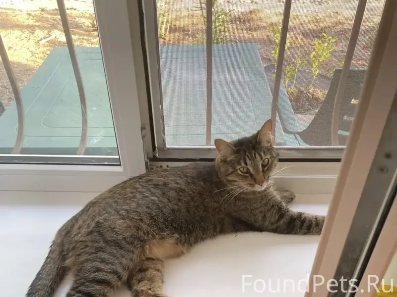 Пропала кошка Кэсси, пгт Заозерное