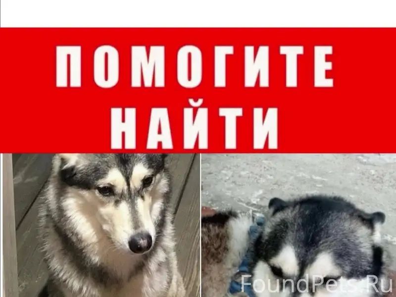 Пропал метис лайка или хаски Мигель, Чапаевск