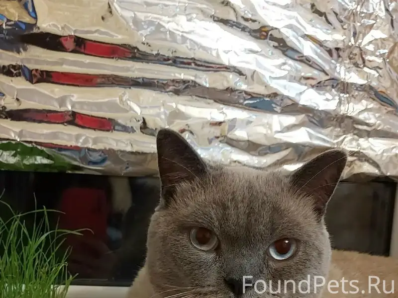 Пропал домашний кот, район ул. Гагарина и пер. Зеленый