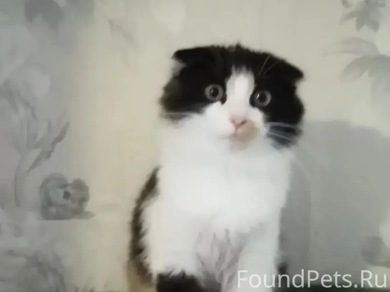 Найдена трёхцветная кошка, Саранск