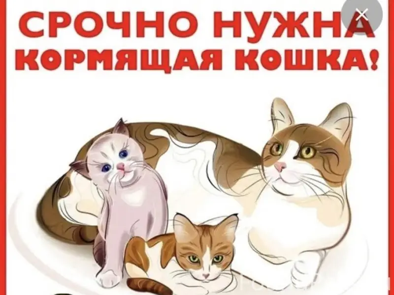 Найдены котята в лесу